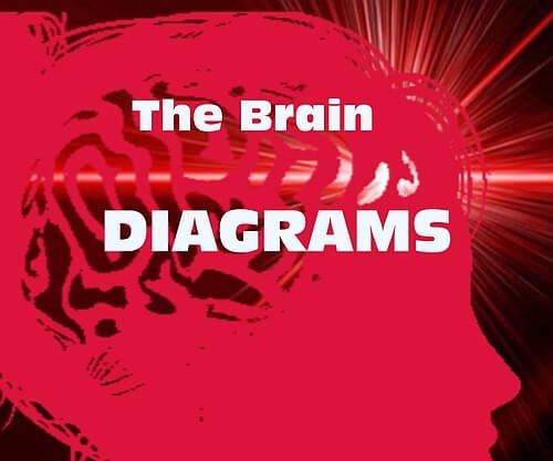 Brain Diagrams
