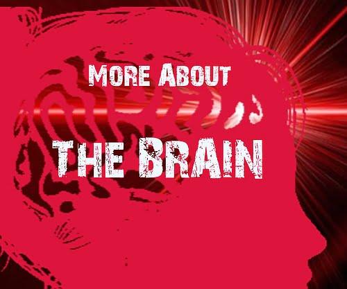 lzr ultrabright the brain